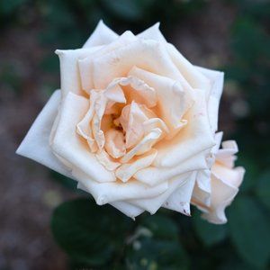 Meet your Posher, Fiona